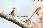 Yellow-Rumped Warbler 03.jpg