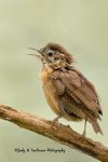 Juvenile Carolina Wren.jpg
