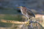 Little Green Heron.jpg