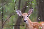 Fawn 02.jpg