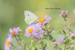 Cabbage White.jpg