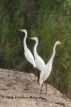 Three Great Egrets.jpg