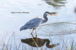 Blue Heron with a Snack.jpg