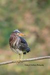Juvenile Green Heron 03.jpg