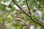 Eastern Phoebe.jpg
