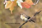 Yellow-Rumped Warbler 06.jpg