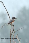 Kingfisher at Saunders Pond.jpg