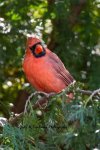 Backyard Cardinal 01.jpg
