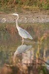 Great Blue Heron in Fall Colours.jpg