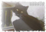 AAAA OREO JOE-2Animation35.gif