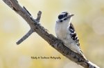 Downy Woodpecker 03.jpg