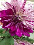 dahlia18-01.jpg