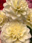 dahlia18-04.jpg