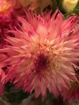 dahlia18-08.jpg
