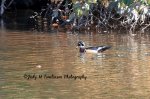 Wood Duck in the Coves.jpg