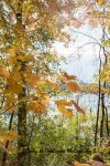 Fall at Saunders Pond 01.jpg
