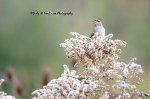 White-Crowned Sparrow.jpg