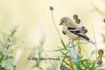 American Goldfinch in the Wildflowers 02.jpg