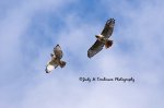 A Pair of Red-Tails.jpg