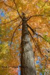 Fall at Saunders Pond 06.jpg