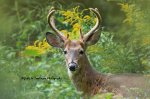 Buck at Greenway Park.jpg