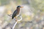 Juvenile Green Heron 04.jpg