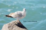 Ring-Billed Gull.jpg