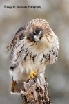 Red-Tailed Hawk at Saunders Pond 03.jpg