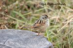 Swamp Sparrow 02.jpg