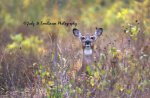 Deer at Saunders Pond.jpg