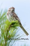 Song Sparrow 06.jpg