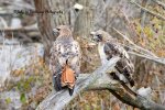 Red-Tailed Hawks at Saunders Pond 05.jpg