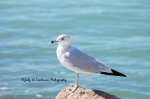 Black-Tailed Gull.jpg