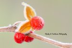 Winter Berries 01.jpg