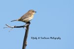 Yellow-Rumped Warbler 04.jpg