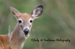 Deer at Greenway Park.jpg