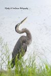 Blue Heron at the Pond 05.jpg