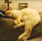 Screenshot 2018-11-24 at 6.48.32 PM.png