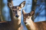 Two Deer.jpg