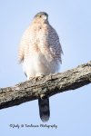 Cooper's Hawk 02.jpg