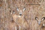 Three Deer at Parkwood.jpg