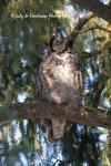 Woodland Great Horned Owl 01.jpg