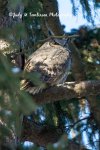 Woodland Great Horned Owl 02.jpg