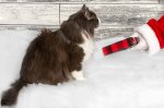Boomer and Santa resized.jpg