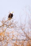 Bald Eagle at The Thames.jpg