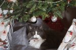 Boomer under Tree resized.jpg