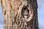 Eastern Screech Owl.jpg