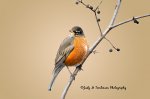 American Robin 02.jpg