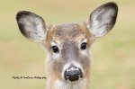 Deer at Woodland.jpg