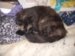 Furball - 12-22-18.jpg